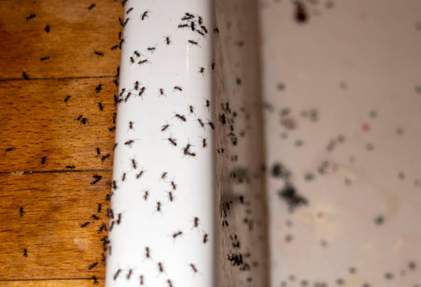 Best Wasp Removal Services  in North Mankato, MN