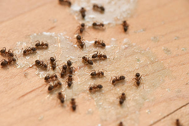 Wasp Removal Services in North Mankato, MN