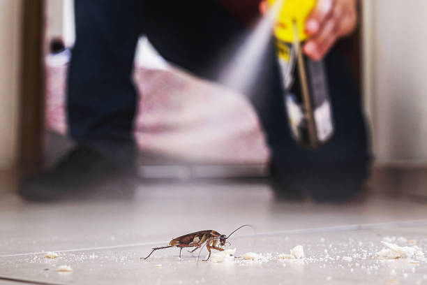  North Mankato, MN Pest Control Pros