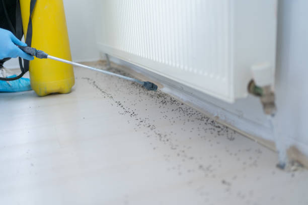 Best Affordable Pest Control Services  in North Mankato, MN